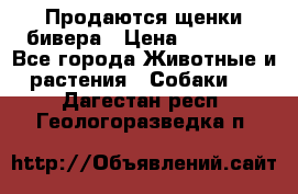 Продаются щенки бивера › Цена ­ 25 000 - Все города Животные и растения » Собаки   . Дагестан респ.,Геологоразведка п.